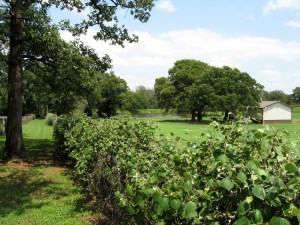 view from the bridle path 